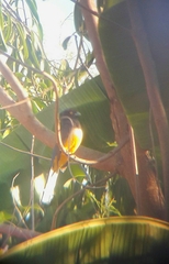 Trogon citreolus