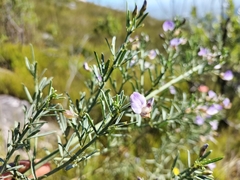 Psoralea axillaris