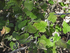 Ambrosia cordifolia