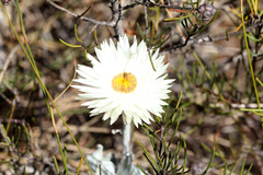 Coronidium newcastlianum