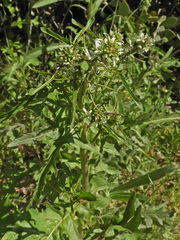 Caulanthus lasiophyllus