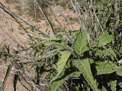 Ambrosia ambrosioides