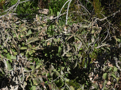 Ambrosia ambrosioides