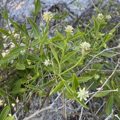 Alternanthera flavescens