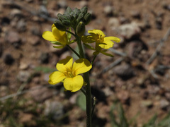 Physaria tenella