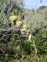 Caulanthus heterophyllus