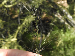 Muhlenbergia microsperma