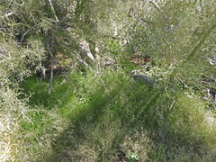 Muhlenbergia microsperma