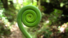 Dicranopteris linearis