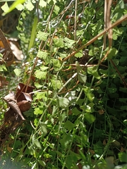 Asplenium flabellifolium