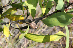 Hakea benthamii