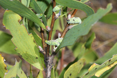 Hakea benthamii