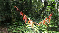 Gaultheria leucocarpa