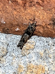 Pseudexentera hodsoni