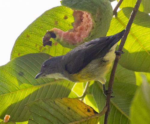 Legge's Flowerpecker (Pachyglossa vincens), photo 3