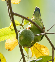 Loriculus beryllinus