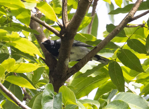 Black-headed Cuckooshrike (Lalage melanoptera), photo 8