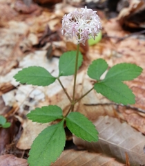 Panax trifolius