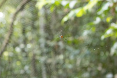 Gasteracantha remifera