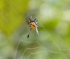 Gasteracantha remifera
