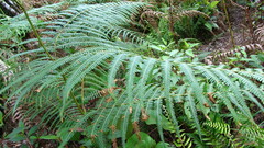 Pteridium revolutum