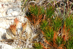 Borya septentrionalis