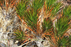 Borya septentrionalis