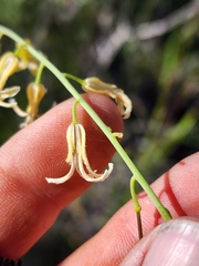 Caulanthus heterophyllus