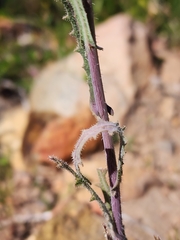 Caulanthus heterophyllus