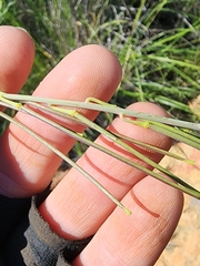 Caulanthus heterophyllus