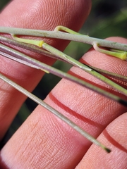 Caulanthus heterophyllus