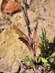 Caulanthus heterophyllus