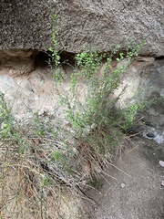 Baccharis sergiloides