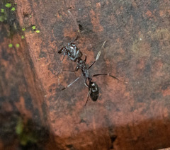 Odontomachus