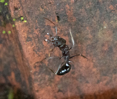 Odontomachus