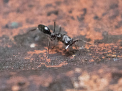 Odontomachus