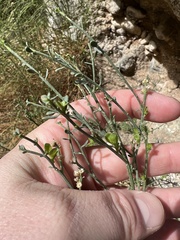 Baccharis sergiloides