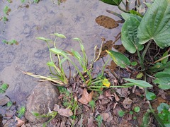 Sagittaria sagittifolia