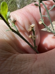 Baccharis sergiloides