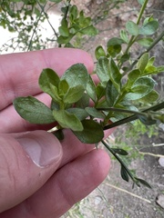 Baccharis sergiloides