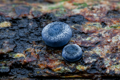 Mycena interrupta