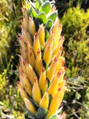 Mimetes pauciflorus
