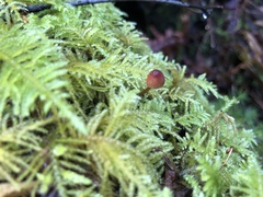 Mycena sanguinolenta