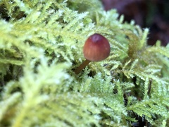 Mycena sanguinolenta