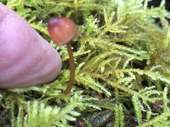 Mycena sanguinolenta