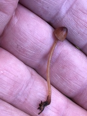 Mycena sanguinolenta