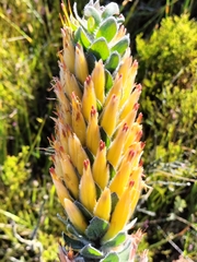 Mimetes pauciflorus