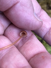 Mycena sanguinolenta