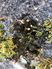 Peltigera neopolydactyla