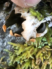 Peltigera neopolydactyla